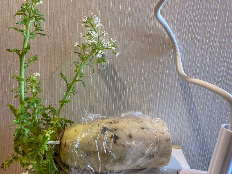大根買って食べなさすぎて花生えてたwｗｗ